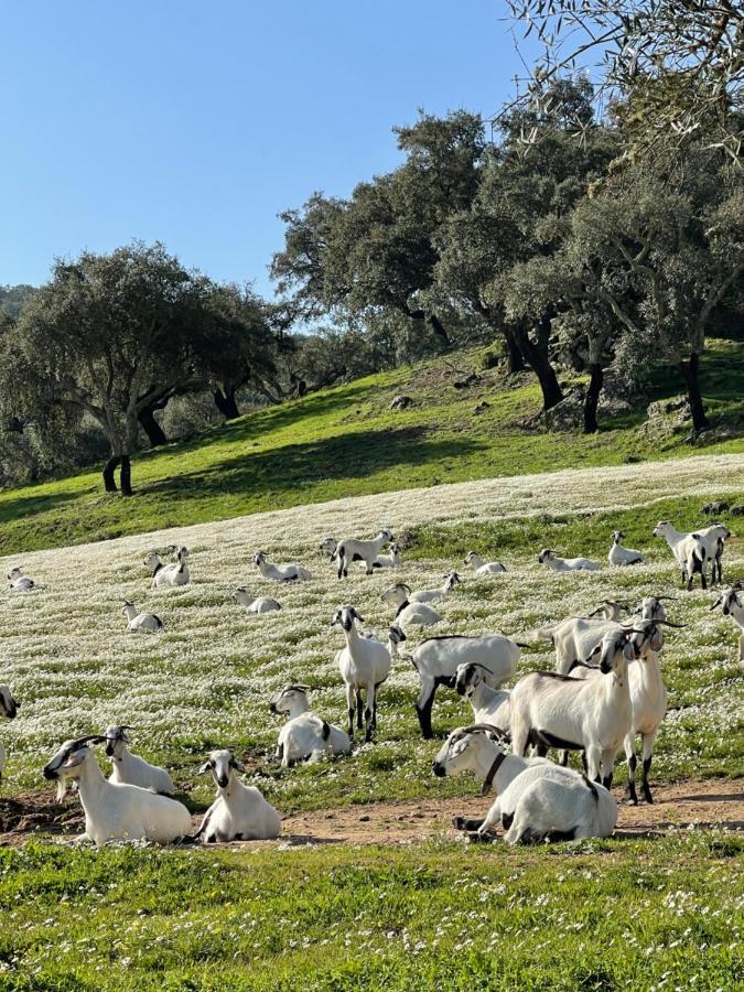 Monte Dos Pensamentos - Turismo Rural エストレモス エクステリア 写真